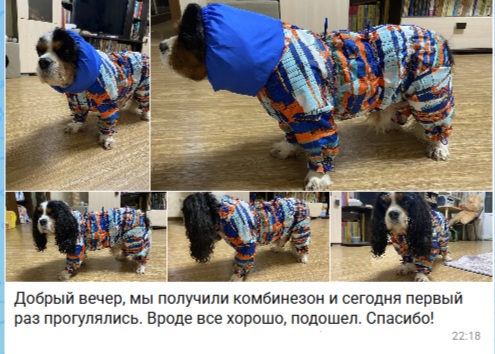 Отзывы покупателей об одежде для Кинг Чарльз Спаниелей